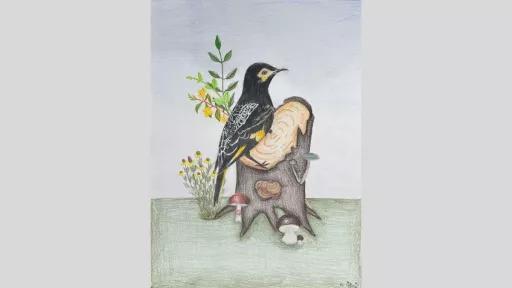 A detailed coloured pencil drawing of a regent honeyeater perched on a tree stump, surrounded by Australian native flora and fungi. The bird has black and yellow plumage with intricate feather details.