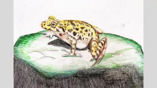 A coloured pencil drawing of a spotted frog sitting on a mossy rock, with realistic texture and shading. The amphibian’s skin patterns and eye details are intricately captured.