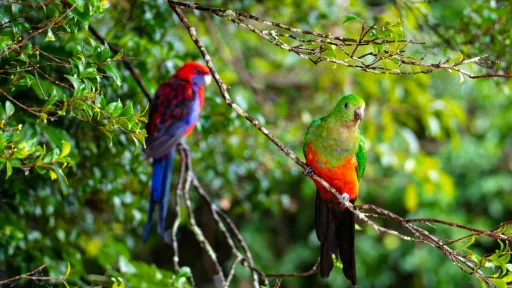 Two colourful parrots perched on a branch, one with blue and red feathers, the other green and red, set against a lush green background.