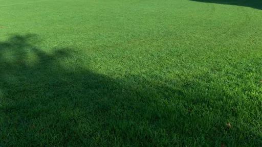 Green grass on a sportsground