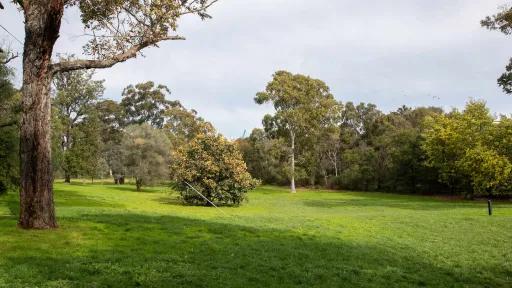 A grassy open field surrounded by trees
