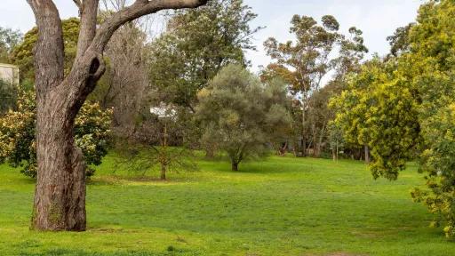 An open outdoor space with a grassy field with trees scattered throughout.