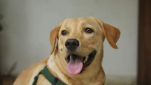 Light brown short coated dog looking at camera