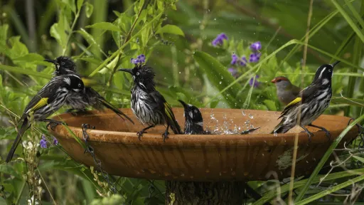 A group of small birds playing in a bird bath