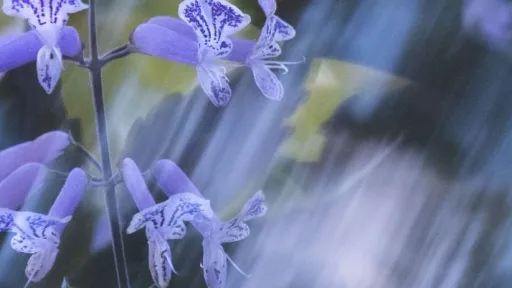 Soft-focus photograph of small purple flowers with patterned petals, set against a blurred background of bright yellow and green. Diagonal streaks of light blur across the image.