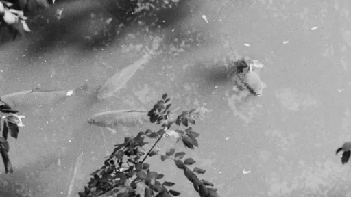 A black-and-white photograph of a pond seen from above, with leafy branches framing the edges. Several fish are faintly visible beneath the water’s surface, and scattered small debris floats on top. 