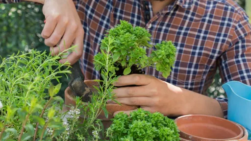 a person in a plaid shirt gathers herbs from pots