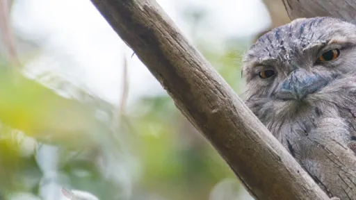 A tawny frogmouth sitting in a gum tree