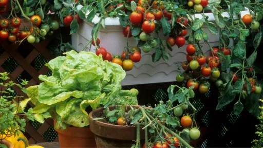Small red tomatoes, lettuce and herbs growing in pots of various size
