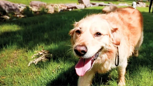 golden retriever runs in park
