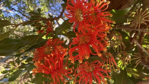 Red spindly flowers emerging from leaves. The tree they're coming from is a large canopy tree and the flowers are shaded