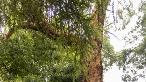 A tour guide in a high-visibility vest looks up at a large tree