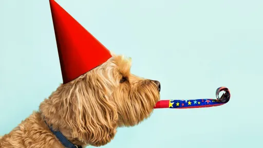 A brown dog wearing a red party hat with a party blower in its mouth