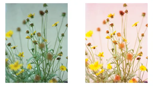 Two identical images of flowers sit side by side. One has a green background, the other a pink background.