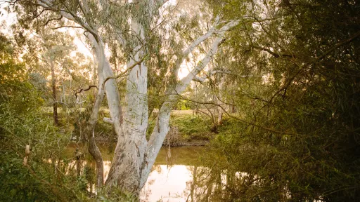 Late afternoon sun shining through lush gum trees and reflecting off the water of Willsmere Billabong.