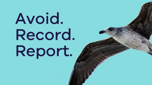 Flying seagull with the text 'H5 bird flu: avoid, record, report'