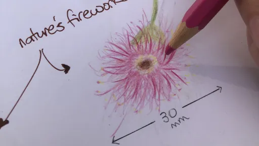 hand drawing of a flower