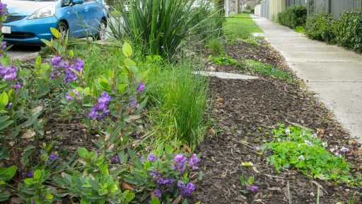 Nature strip with purple-flowered plants, shrubs and mulch with footpath alongside