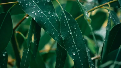 lush green gum leaves covered in small water droplets.
