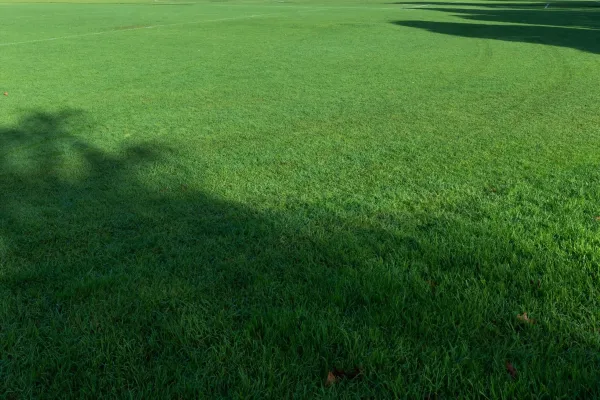 Green grass on a sportsground
