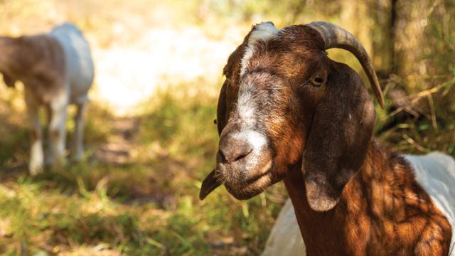 Two brown and white long-eared goats in grass