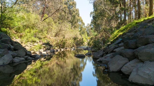 Looking over the calm water of gardiners creek, with dense vegetation on either side