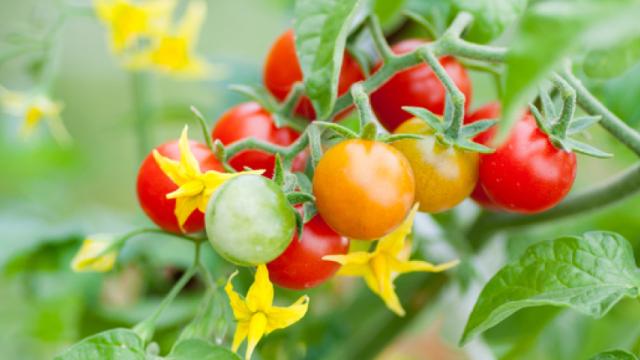 Bunch of small red, orange and green tomatoes and yellow flowers on plant in garden