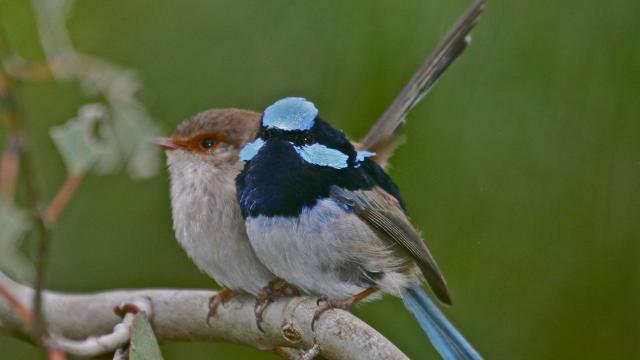 a small blue-dappled wren and a brown wren on a branch