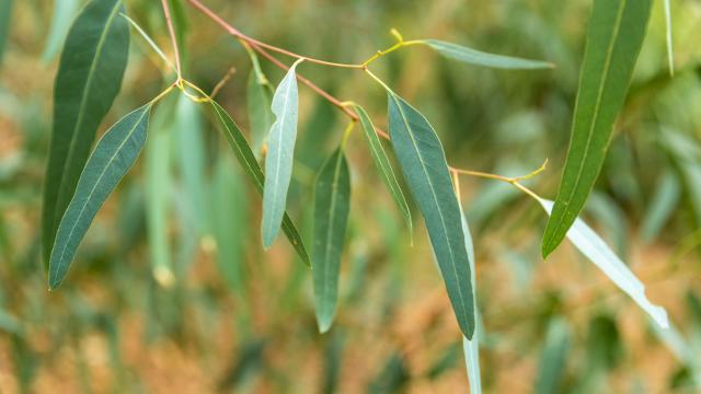 A sprig of gum leaves on a tree