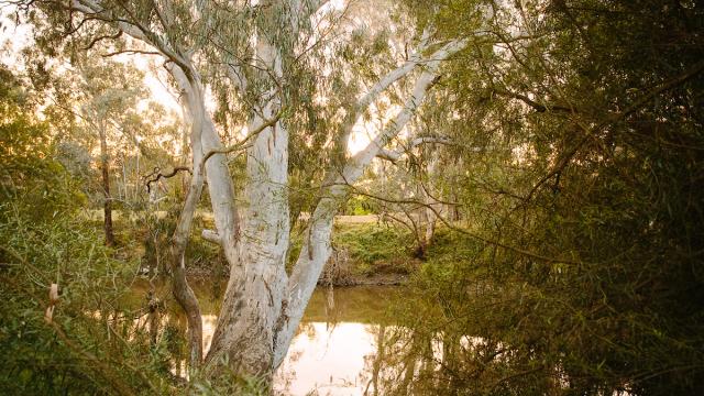 A gum tree rises over a waterway in the late afternoon light