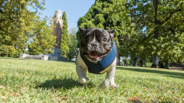 Small happy pug dog runs in park with ear memorial in background