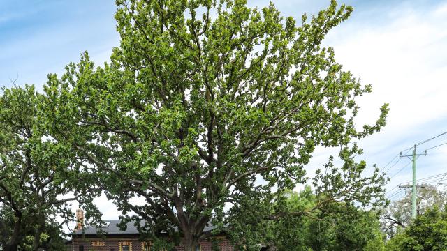 A large tree covered in new leaves against a partly cloud sky.