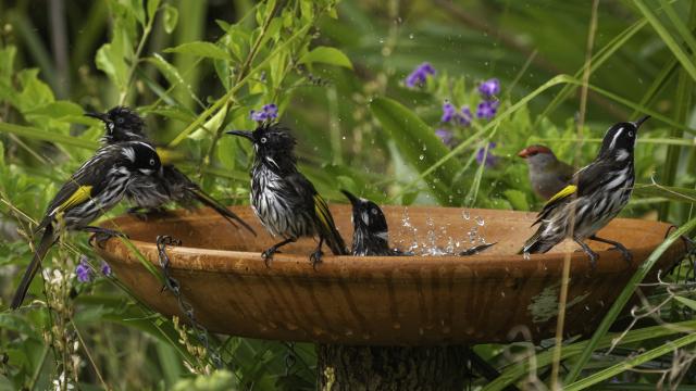 A group of small birds playing in a bird bath
