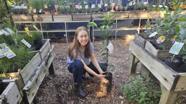 Woman kneels beside a small tree in a pot in a plant nursery