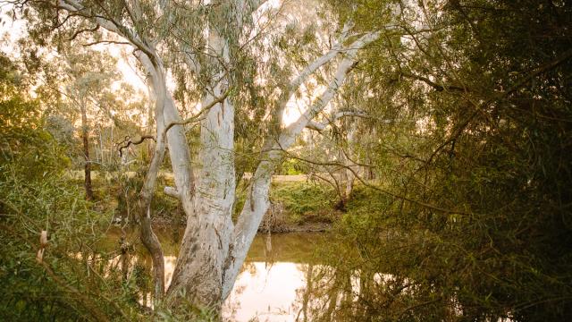 Late afternoon sun shining through lush gum trees and reflecting off the water of Willsmere Billabong.