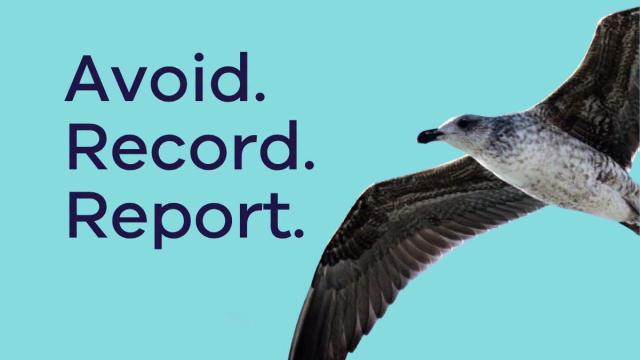 Flying seagull with the text 'H5 bird flu: avoid, record, report'