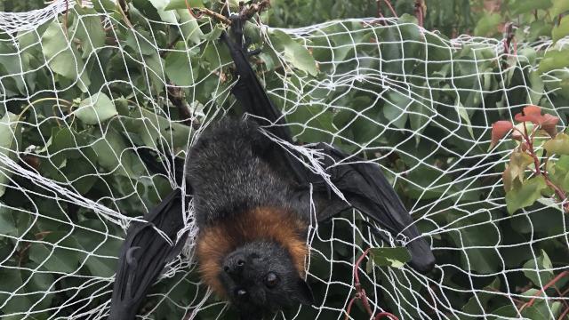 A grey-headed flying fox is entangled in oversized household fruit tree netting