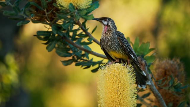 A honeyeater sitting on top of a yellow flower.