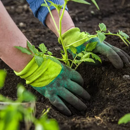 Someone wearing gloves and planting a tomato seedling
