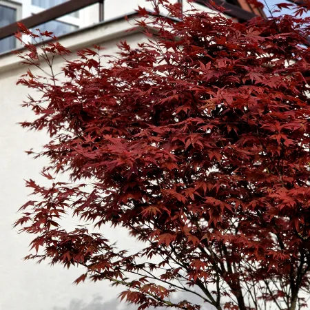 Tree with dark purple-red leaves stands in front of house