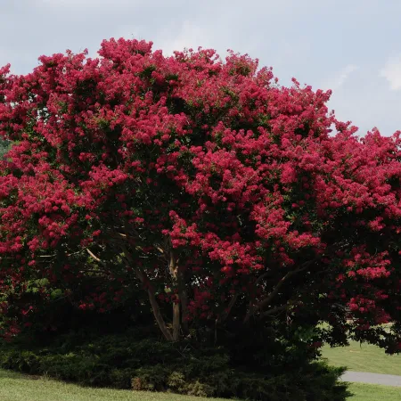 Tree in park smothered with pink-red flowers