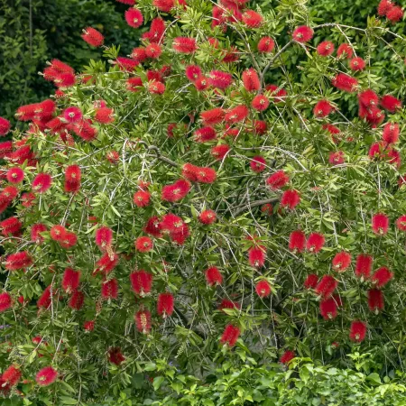 Tree with many bright red flowers