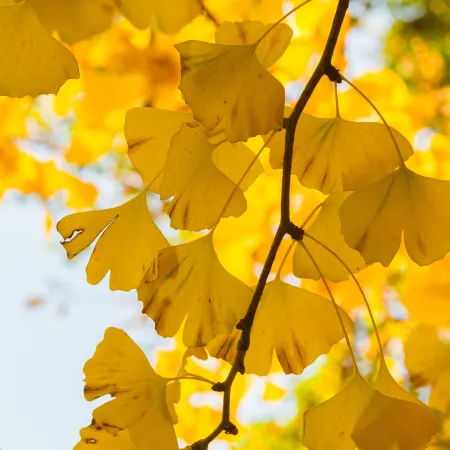 Pale yellow leaves on tree 