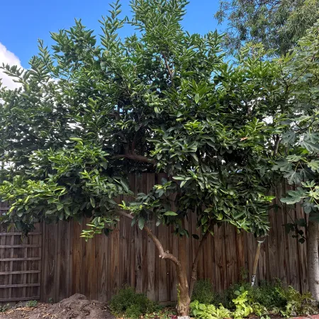 small green tree with limes next to fence