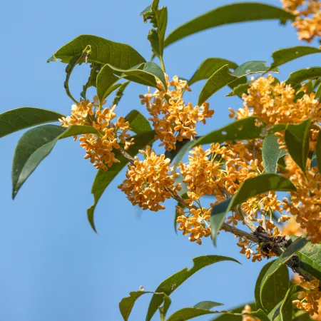 Tree branch with long green leaves and clusters of small orange flowers