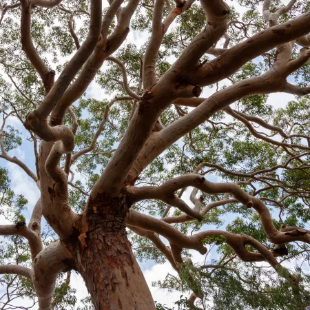 Big tree with smooth bark and small green leaves