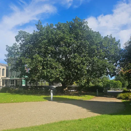 Tree with wide and dense canopy stands in garden with path and lawn in foreground